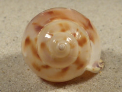 Semicassis iheringi BR 5,0cm *unique*
