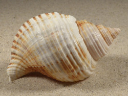Linatella caudata 8,4cm *Unikat*