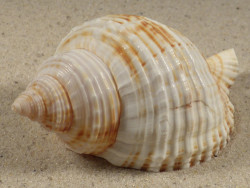 Linatella caudata 8,4cm *Unikat*