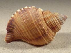 Linatella caudata 7,6cm *Unikat*