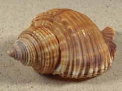 Linatella caudata 7,6cm *Unikat*
