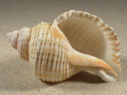 Linatella caudata 8,7cm *unique*