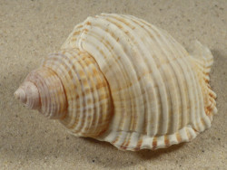 Linatella caudata 8,7cm *unique*