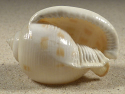 Semicassis bisulcata 5,2cm *Unikat*