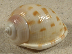 Semicassis bisulcata 5,2cm *Unikat*
