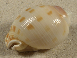 Semicassis bisulcata 5,2cm *Unikat*