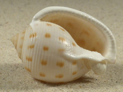 Semicassis japonica 4,6cm *Unikat*