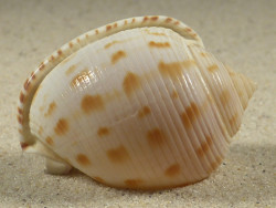 Semicassis japonica 4,6cm *Unikat*