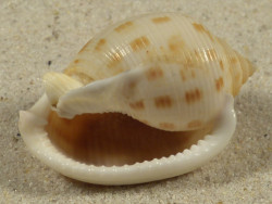 Semicassis japonica 4,3cm *Unikat*