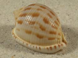 Semicassis japonica 4,3cm *Unikat*