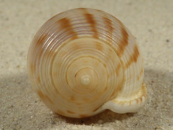 Semicassis japonica 4,3cm *Unikat*