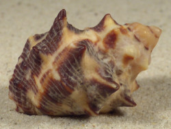 Reishia bitubercularis w/o PH 4,4cm *unique*