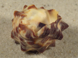 Reishia bitubercularis w/o PH 4,4cm *unique*