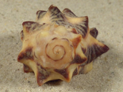 Reishia bitubercularis w/o PH 4,4cm *unique*