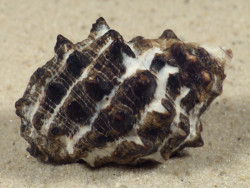 Tylothais virgata TH 4,2cm *Unikat*