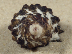 Tylothais virgata TH 4,2cm *Unikat*
