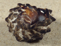 Tylothais virgata TH 4,2cm *Unikat*