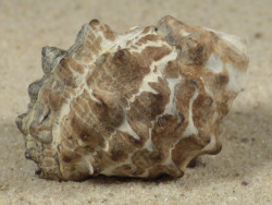 Tylothais virgata TH 3,7cm *unique*