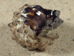 Tylothais virgata TH 3,7cm *unique*