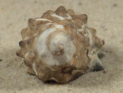 Tylothais virgata TH 3,7cm *unique*