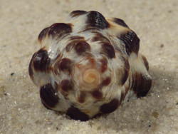 Reishia clavigera VN 2,8cm *unique*