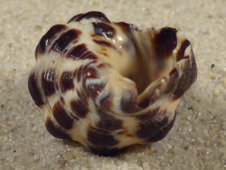 Reishia clavigera VN 2,8cm *unique*