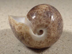 Bulla ampulla PH 5,0cm *unique*