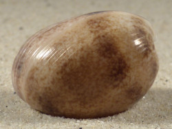 Bulla arabica AE 3,3cm *Unikat*