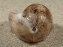 Bulla arabica AE 3,3cm *Unikat*