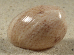 Bulla arabica AE 3,1cm *unique*