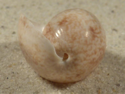 Bulla arabica AE 3,1cm *unique*