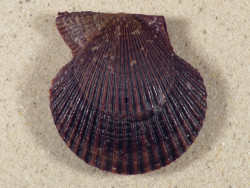 Mimachlamys varia DK 5,0cm *unique*