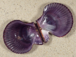 Mimachlamys varia DK 5,0cm *unique*