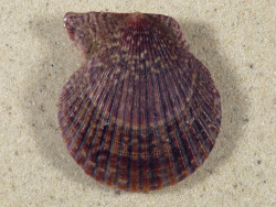 Mimachlamys varia DK 4,8cm *unique*