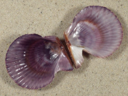 Mimachlamys varia DK 4,8cm *unique*