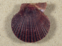 Mimachlamys varia DK 4,6cm *unique*