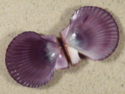 Mimachlamys varia DK 4,6cm *unique*