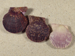Mimachlamys varia DK 3,5+cm (x3) ~ colour set