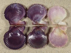 Mimachlamys varia DK 3,5+cm (x3) ~ colour set