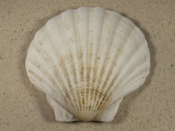 Pecten maximus UK 10,3cm *Unikat*
