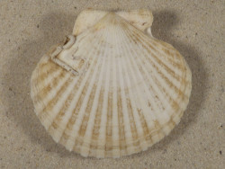 Aequipecten opercularis DK North Sea 7,7cm *unique*