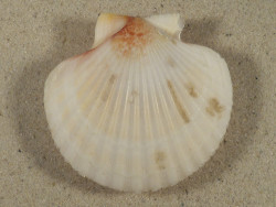 Aequipecten opercularis UK-Scottish Sea 7,0cm *unique*