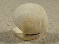 Mysia undata DK-Kattegat 2,8cm *Unikat*