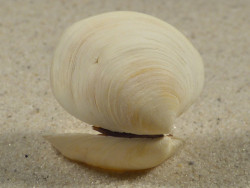 Mysia undata DK-Kattegat 2,8cm *Unikat*