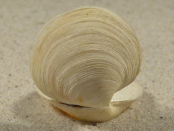 Mysia undata DK-Kattegat 2,8cm *Unikat*