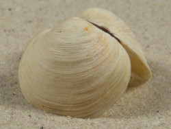 Mysia undata DK-Kattegat 2,8cm *Unikat*
