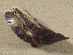 Magallana gigas DK 6,9cm *unique*