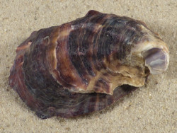 Magallana gigas DK 6,9cm *unique*
