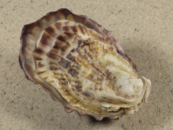 Magallana gigas DK 6,9cm *unique*