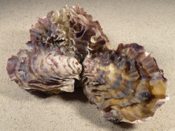 Magallana gigas DK 14,8cm *cluster* on stone